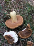 Boletus durhamensis image