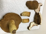Boletus durhamensis image