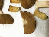 Boletus durhamensis image