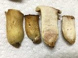 Boletus durhamensis image