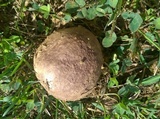 Calvatia cyathiformis image
