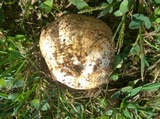 Calvatia cyathiformis image