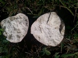 Calvatia cyathiformis image