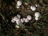 Calvatia cyathiformis image