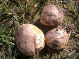 Calvatia cyathiformis image