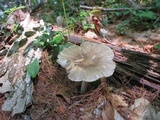 Megacollybia rodmanii image