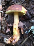 Leccinum rubropunctum image