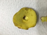 Leccinum rubropunctum image