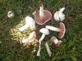 Agaricus andrewii image