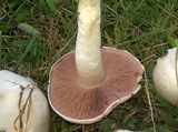 Agaricus andrewii image