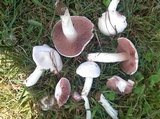 Agaricus andrewii image