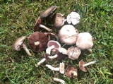 Agaricus andrewii image