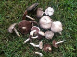 Agaricus andrewii image