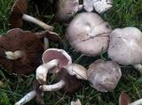 Agaricus andrewii image