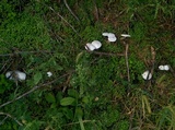 Leucocoprinus cretaceus image
