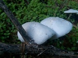 Leucocoprinus cretaceus image