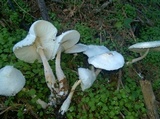 Leucocoprinus cretaceus image
