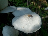 Leucocoprinus cretaceus image