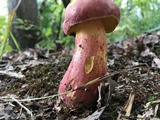 Boletus pallidoroseus image