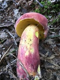 Boletus pallidoroseus image