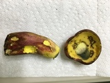 Boletus pallidoroseus image