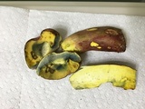 Boletus pallidoroseus image