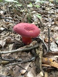 Boletus pallidoroseus image