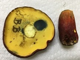Boletus pallidoroseus image