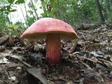 Boletus pallidoroseus image