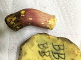 Boletus pallidoroseus image