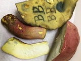 Boletus pallidoroseus image