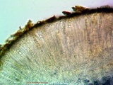 Caloplaca crenulatella image