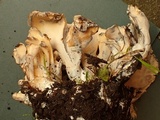 Meripilus giganteus image