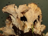 Meripilus giganteus image