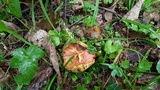 Boletus chrysenteron image