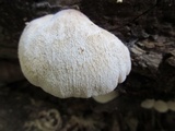 Lentinellus ursinus image