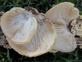 Lentinellus ursinus image