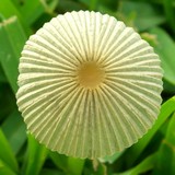 Parasola plicatilis image
