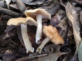 Inocybe rimosa image