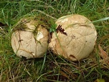 Boletus rubripes image