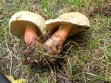 Boletus rubripes image