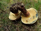 Boletus rubripes image