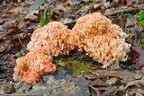 Ramaria botrytis image