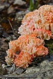 Ramaria botrytis image