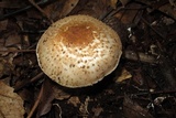 Echinoderma asperum image