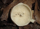 Echinoderma asperum image
