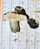 Russula redolens image
