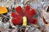 Cortinarius semisanguineus image