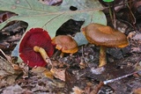 Cortinarius semisanguineus image