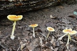 Amanita arkansana image